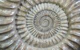 Paracoroniceras Ammonite On Metal Stand - England #64857-3